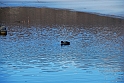 Lago Piccolo di Avigliana ghiacciato_085